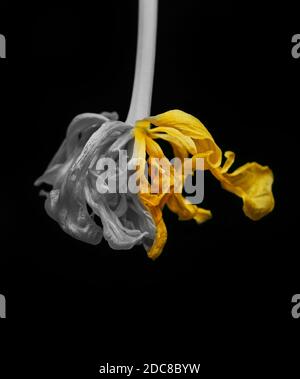 Tulipano giallo grigio a sbiadimento su sfondo nero per l'equipaggio idee Foto Stock