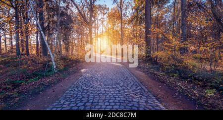 Strada acciottolata attraverso la foresta autunnale durante il tramonto a Bokrijk, Belgio. Foto Stock