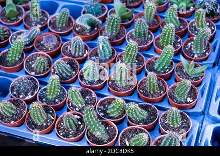 Piccoli cactus verdi nelle pentole. Selezione dei cactus Foto Stock