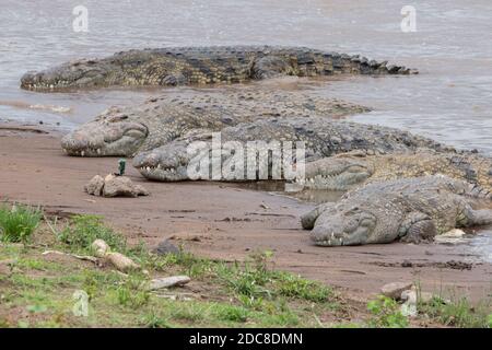 Africa, Kenya, Serengeti settentrionale pianure, Maasai Mara, fiume Mara. Coccodrilli del Nilo (Crocodylus niloticus) su riva sabbiosa con telecamera remota. Foto Stock