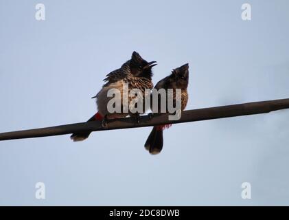 Il bulbul rosso-ventilato (Pycnonotus cafer) coppia seduta su un filo elettrico in posizione divertente Foto Stock