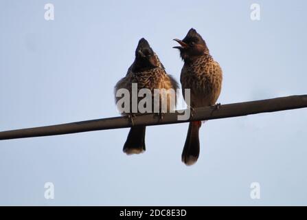 Il bulbul rosso-ventilato (Pycnonotus cafer) coppia seduta su un filo elettrico in posizione divertente Foto Stock