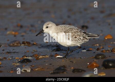 Sanderling (Calidris alba alba alba) adulto che corre sulla spiaggia Eccles-on-Sea, Norfolk, Regno Unito Novembre Foto Stock