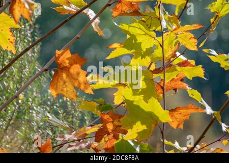 Foglie di autunno asciutte sull'albero e con il sole che li illumina da dietro. Foto Stock