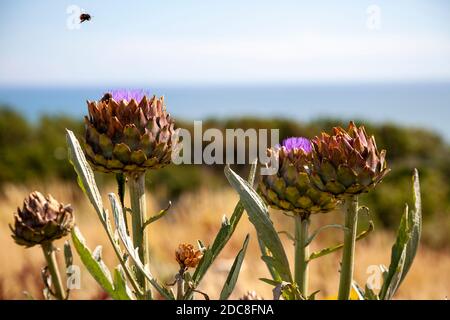 Api che raccolgono polline da fiori di carciofo su un allotment che domina il mare East Sussex, Regno Unito Foto Stock
