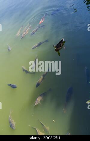 Anatra galleggiando sull'acqua sopra il pesce Foto Stock