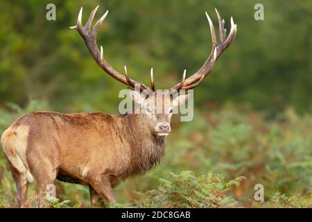 Close-up di un cervo rosso cervo durante la stagione di solchi in autunno, UK. Foto Stock