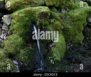 Sorgente naturale di acqua potabile pulita che scorre tra le pietre ricoperte di muschio verde. Calmante sfondo naturale sfondo carta da parati Foto Stock