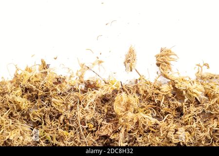 Muschio di Sphagnum isolato su sfondo bianco. Spazio di copia Foto Stock