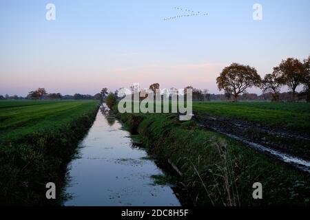 Paesaggio olandese polder frisone con prati verdi pascoli, fossi, canali e uccelli migratori a forma di V nel cielo. Freddo autunno sera, crepuscolo Foto Stock