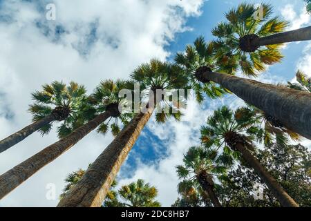 Washingtonia filifera, conosciuta anche come palma da fan del deserto, una pianta fiorente della famiglia delle palme (Arecaceae), una monotona sempreverde, ad Atene, in Grecia. Foto Stock