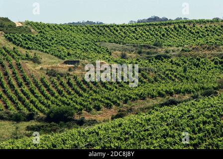 Arzachena, Sardegna, Italia. Vigneti del Vermentino di Gallure DOCG Foto Stock