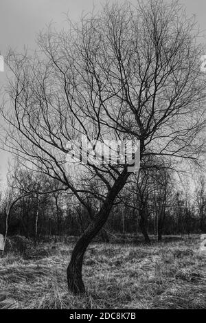 Albero ramificato curvo contro il cielo. Erba secca. Immagine in bianco e nero. Foto Stock