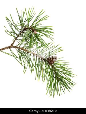 Ramo di pino con coni isolati su sfondo bianco. Ornamento di Natale. Ramo abete. Foto Stock