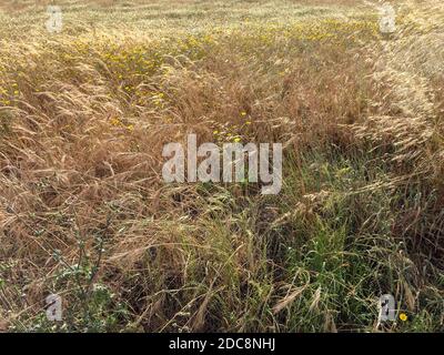 il vento scuote l'erba di campo, steppa, piante di campo, il vento soffia nel campo, spikelets sbalorditivi Foto Stock