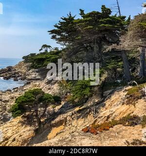Il cipresso di Lone è un cipresso di Monterey a Pebble Beach, California. In piedi su una collina di granito al di fuori della 17-Mile Drive Foto Stock