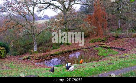 Giardino stagno in autunno campagna giardino foglie colorate alberi libero Gamma galline polli Novembre paesaggio in Carmarthenshire Galles UK KATHY DEWITT Foto Stock