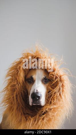 Ritratto di un cane con mane per apparire come un leone. Costume leone per animali domestici, terrier di staffordshire vestito in costume per Halloween Foto Stock