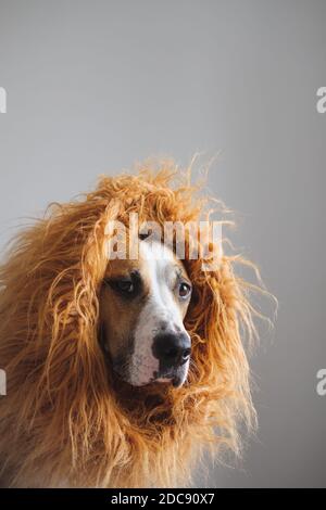 Ritratto di un cane con mane per apparire come un leone. Costume leone per animali domestici, terrier di staffordshire vestito in costume per Halloween Foto Stock