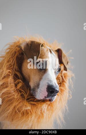 Ritratto di un cane con mane per apparire come un leone. Costume leone per animali domestici, terrier di staffordshire vestito in costume per Halloween Foto Stock