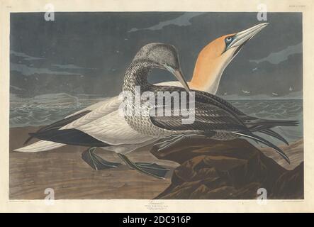 Robert Havell, Jr., (artista), americano, nato Inghilterra, 1793 - 1878, John James Audubon, (artista dopo), americano, 1785 - 1851, Gannet, The Birds of America: Plate CCCXXVI, (serie), 1836, incisione colorata a mano e acquatinta su carta Whatman wove Foto Stock