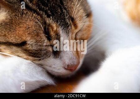 Tabby gattino dormire sonni in una giornata calda Foto Stock
