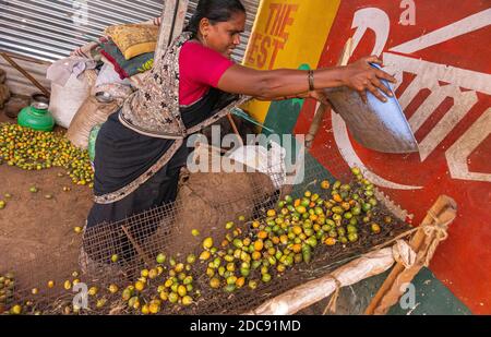 Chikkanayakanahalli, Karnataka, India - 3 novembre 2013: La donna scarica i frutti di betel sul vassoio di alimentazione della macchina per consentire la caduta di sporcizia a terra. Foto Stock