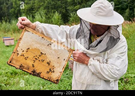 Perm, Russia - 13 agosto 2020: L'apicoltore esamina il telaio a nido d'ape rimosso dall'alveare, tenendolo in mano Foto Stock