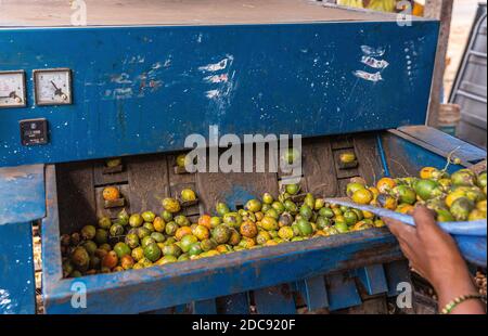 Chikkanayakanahalli, Karnataka, India - 3 novembre 2013: Primo piano dell'operazione di alimentazione dei frutti di betel nella macchina blu per estrarre le noci. Foto Stock