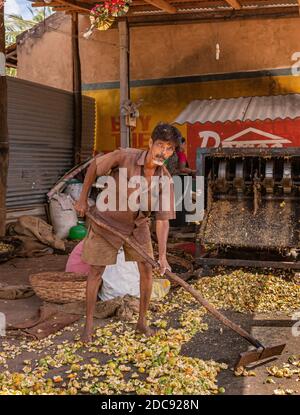 Chikkanayakanahalli, Karnataka, India - 3 novembre 2013: L'uomo pulisce manualmente i rifiuti di frutta betel che caddero dalla macchina di estrazione della noce. Foto Stock