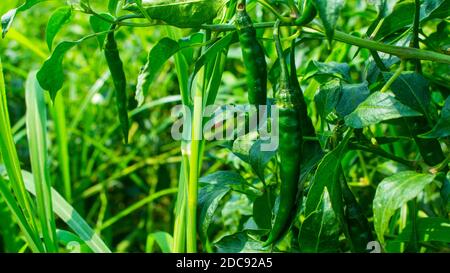 Il peperoncino (anche il peperoncino rosso, il peperoncino, il peperoncino verde, il peperoncino, il peperoncino verde o il peperoncino). Campo di piante da seme di Chili del Bangladesh. Foto Stock