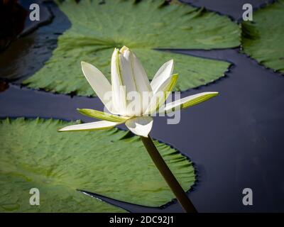 Primo piano di un singolo giglio d'acqua bianco (Ninfaeaceae) Foto Stock