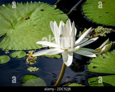 Primo piano di un singolo giglio d'acqua bianco (Ninfaeaceae) Foto Stock