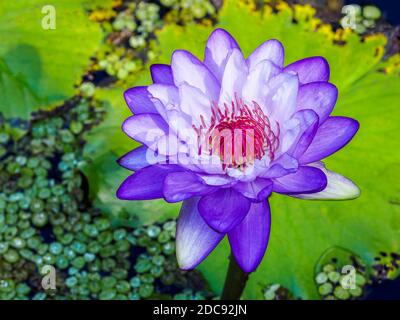 Primo piano del giglio d'acqua viola singolo (Ninfaeaceae) Foto Stock