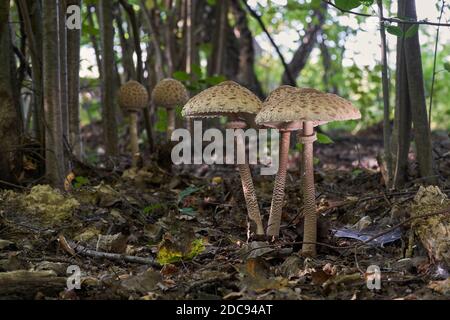 Funghi commestibili Macrolepiota procera nella foresta decidua. Conosciuto come fungo del parasolo. Funghi selvatici che crescono nelle foglie. Foto Stock