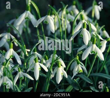 Galanthus nivalis Foto Stock