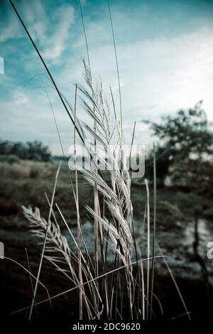 Il fiore più bello del Bangladesh Foto Stock