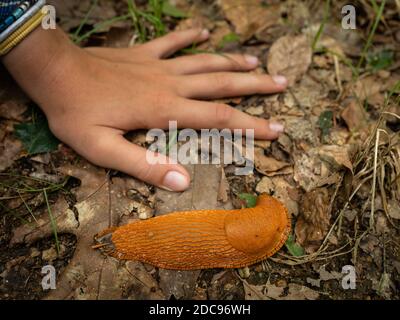 Grande slug arancione accanto ad una mano di un bambino (Bretagna, Francia) in una giornata nuvolosa in estate Foto Stock