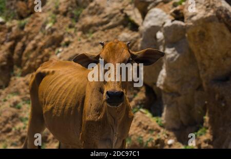 Ritratto di mucca marrone domestica con mosche intorno a lei. Campagna. Agricoltura Foto Stock