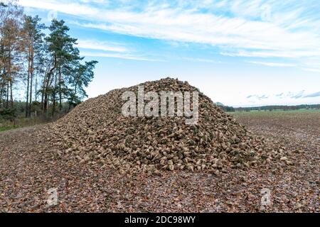 Un mucchio di barbabietole da zucchero colato sul campo. Raccolto raccolto raccolto dal campo in autunno, preparato per l'esportazione. Stagione autunnale. Foto Stock