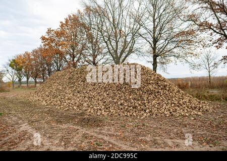 Un mucchio di barbabietole da zucchero colato sul campo. Raccolto raccolto raccolto dal campo in autunno, preparato per l'esportazione. Stagione autunnale. Foto Stock