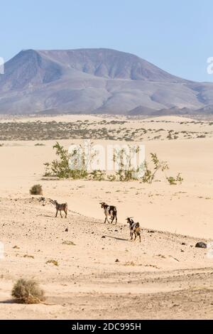 Mandria di capre nel parco naturale delle dune di sabbia di Corralejo (Parque Natural de las dunas de Corralejo), Fuerteventura, Isole Canarie Foto Stock