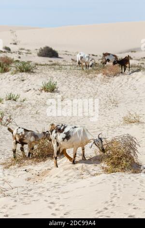 Mandria di capre selvatiche in dune di sabbia, Corralejo dune di sabbia parco naturale (Parque Natural de las dunas de Corralejo), Fuerteventura, Isole Canarie Foto Stock