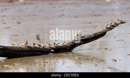 Gregge di albicine Zebra appollaiate su tronchi al buco d'acqua Foto Stock