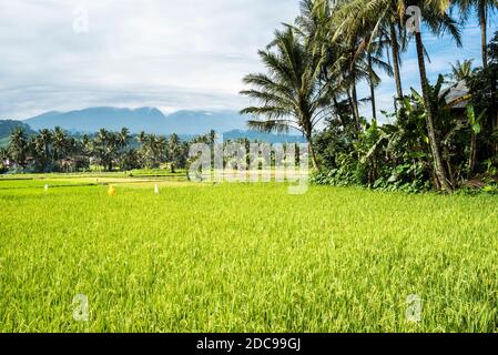 Risaia campo, Bukittinggi, Sumatra occidentale, Indonesia, Asia Foto Stock