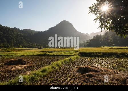 Risaie (risaie) all'alba a Sungai Pinang, un tradizionale villaggio rurale indonesiano vicino a Padang a Sumatra Ovest, Indonesia, Asia Foto Stock