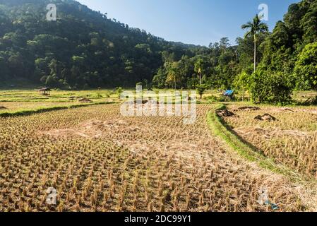 Risaie (risaie) a Sungai Pinang, un tradizionale villaggio rurale indonesiano vicino a Padang a Sumatra Ovest, Indonesia, Asia Foto Stock