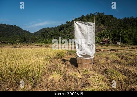 Negozio di riso raccolto in risaie (risaie) a Sungai Pinang, un tradizionale villaggio rurale indonesiano vicino a Padang a Sumatra Ovest, Indonesia, Asia Foto Stock