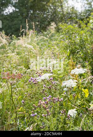 Prato di fiori selvatici, prezzemolo di mucca e cardo comune in un campo di fiori, Buckinghamshire, Regno Unito Foto Stock