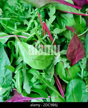 Misto lattuga rossa e verde con foglia di spinaci, bietola, barbabietola e rucola Foto Stock